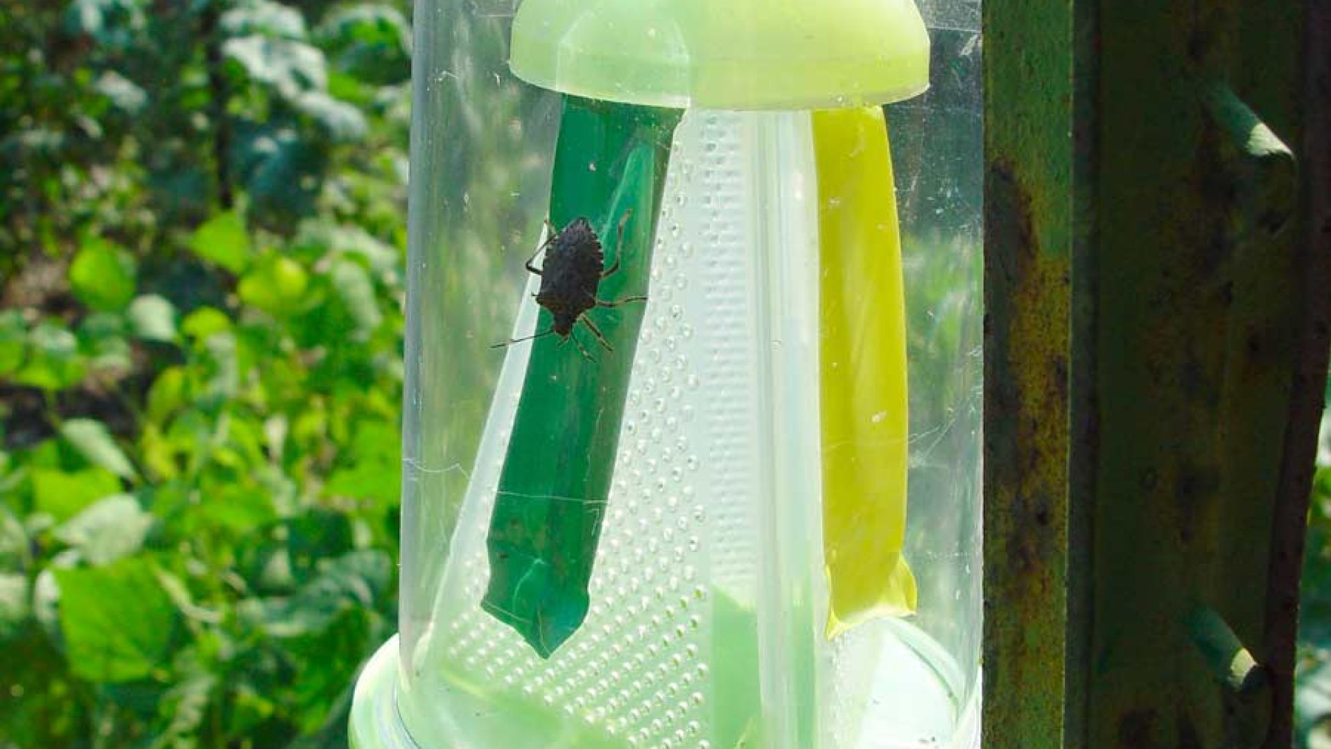 Trappole per il controllo degli insetti dannosi